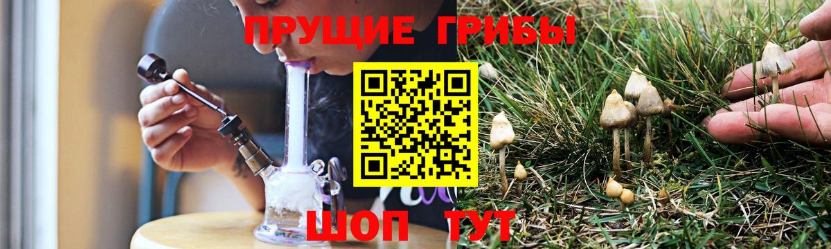 Псилоцибиновые грибы Psilocybe Аша